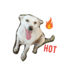 Super Dogs（個別スタンプ：5）