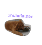 Super Dogs（個別スタンプ：6）