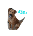 Super Dogs（個別スタンプ：7）