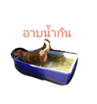 Super Dogs（個別スタンプ：8）