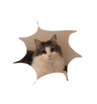最高にカワイイ猫（個別スタンプ：1）