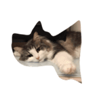 最高にカワイイ猫（個別スタンプ：5）