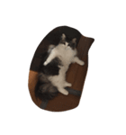 最高にカワイイ猫（個別スタンプ：7）