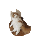 最高にカワイイ猫（個別スタンプ：9）