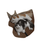 最高にカワイイ猫（個別スタンプ：11）