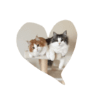 最高にカワイイ猫（個別スタンプ：14）