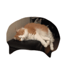 最高にカワイイ猫（個別スタンプ：15）