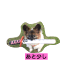 peko dog（個別スタンプ：5）