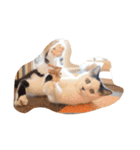 にゃんころころり（個別スタンプ：2）