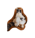 にゃんころころり（個別スタンプ：14）