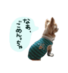 チワワのたまこサン(やっぱり大分弁②)（個別スタンプ：1）