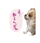チワワのたまこサン(やっぱり大分弁②)（個別スタンプ：2）