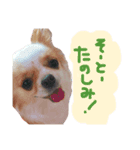 チワワのたまこサン(やっぱり大分弁②)（個別スタンプ：4）