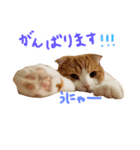 シンバニャンスタンプ＊その1（個別スタンプ：7）