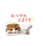 シンバニャンスタンプ＊その1（個別スタンプ：10）