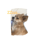 Big Chihuahua KOJIRO（個別スタンプ：1）
