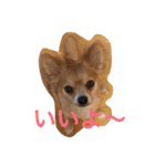 Big Chihuahua KOJIRO（個別スタンプ：2）