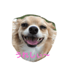 Big Chihuahua KOJIRO（個別スタンプ：3）