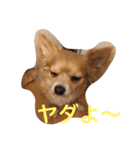 Big Chihuahua KOJIRO（個別スタンプ：4）