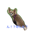 Big Chihuahua KOJIRO（個別スタンプ：5）