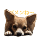 Big Chihuahua KOJIRO（個別スタンプ：6）