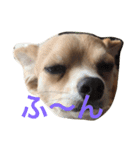 Big Chihuahua KOJIRO（個別スタンプ：7）