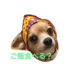 Big Chihuahua KOJIRO（個別スタンプ：8）