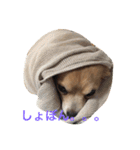 Big Chihuahua KOJIRO（個別スタンプ：10）