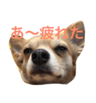 Big Chihuahua KOJIRO（個別スタンプ：11）