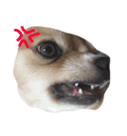 Big Chihuahua KOJIRO（個別スタンプ：12）