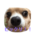 Big Chihuahua KOJIRO（個別スタンプ：13）