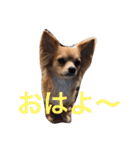 Big Chihuahua KOJIRO（個別スタンプ：14）