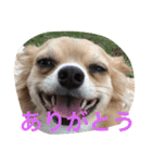 Big Chihuahua KOJIRO（個別スタンプ：15）