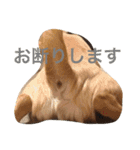 Big Chihuahua KOJIRO（個別スタンプ：16）