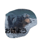 ダックスコジロウ（個別スタンプ：2）