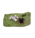 ダックスコジロウ（個別スタンプ：3）