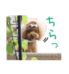 Leon's daily life（個別スタンプ：28）