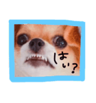 dis-chikuwa（個別スタンプ：1）
