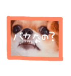 dis-chikuwa（個別スタンプ：4）