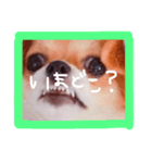 dis-chikuwa（個別スタンプ：14）