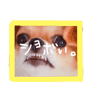 dis-chikuwa（個別スタンプ：37）
