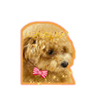 I love dog Koron. 2（個別スタンプ：1）