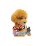 I love dog Koron. 2（個別スタンプ：10）