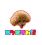I love dog Koron. 2（個別スタンプ：11）