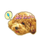 I love dog Koron. 2（個別スタンプ：19）