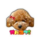 I love dog Koron. 2（個別スタンプ：20）