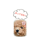I love dog Koron. 2（個別スタンプ：24）