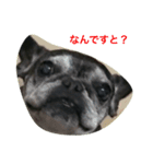 bull ~bull ~dog（個別スタンプ：1）