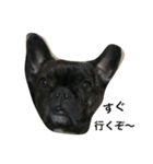 bull ~bull ~dog（個別スタンプ：2）