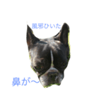 bull ~bull ~dog（個別スタンプ：3）